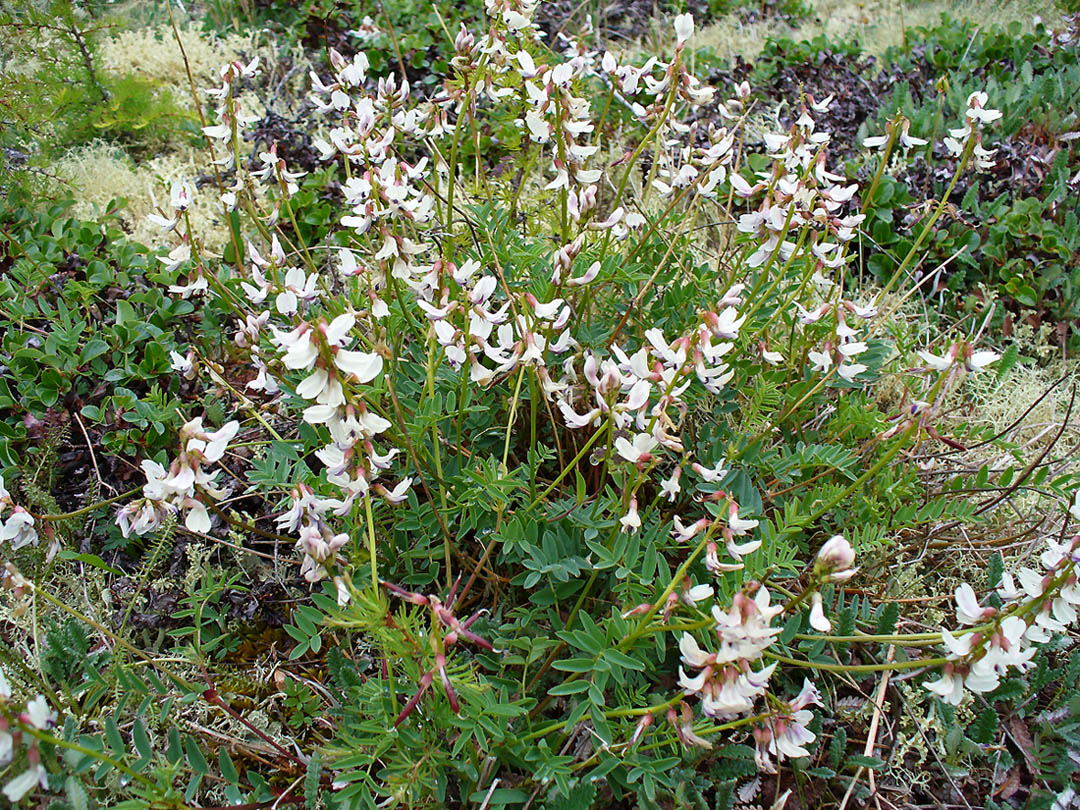 Изображение особи Astragalus kolymensis.