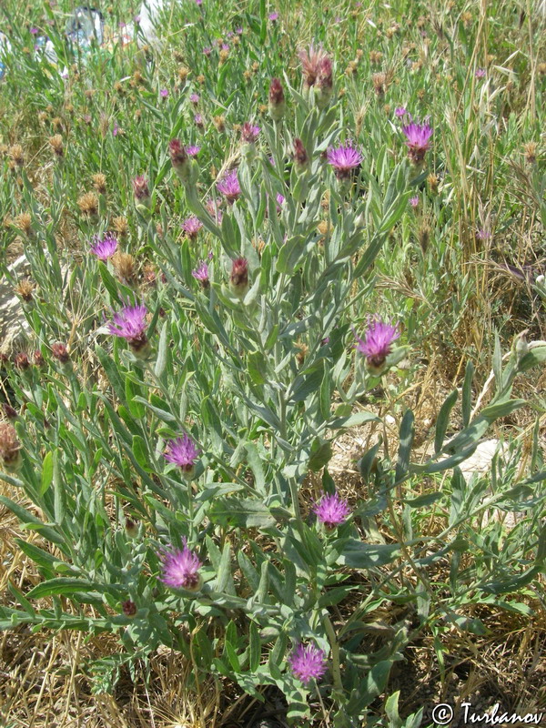 Image of Acroptilon repens specimen.