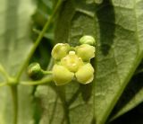 Image of taxon representative. Author is Андрей Барышенко