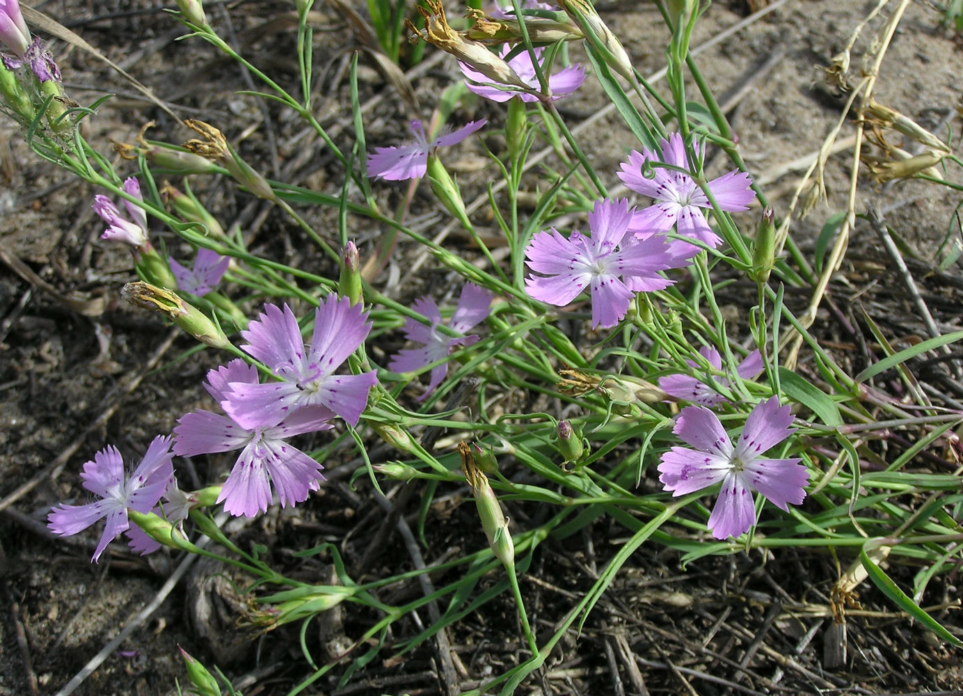 Image of Dianthus pratensis specimen.