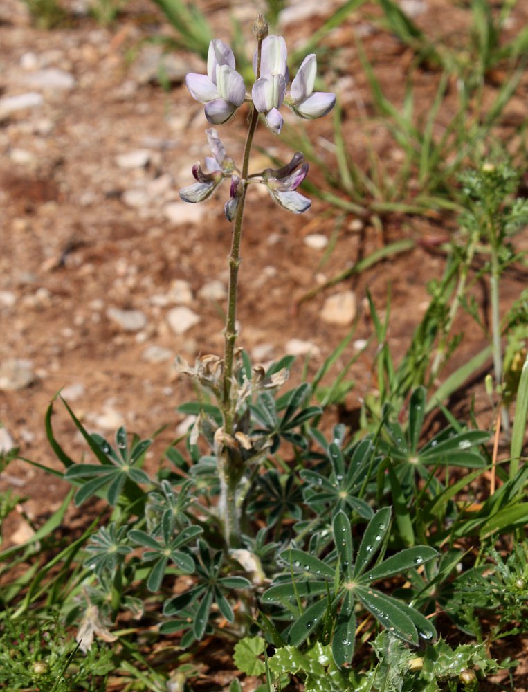 Изображение особи Lupinus palaestinus.