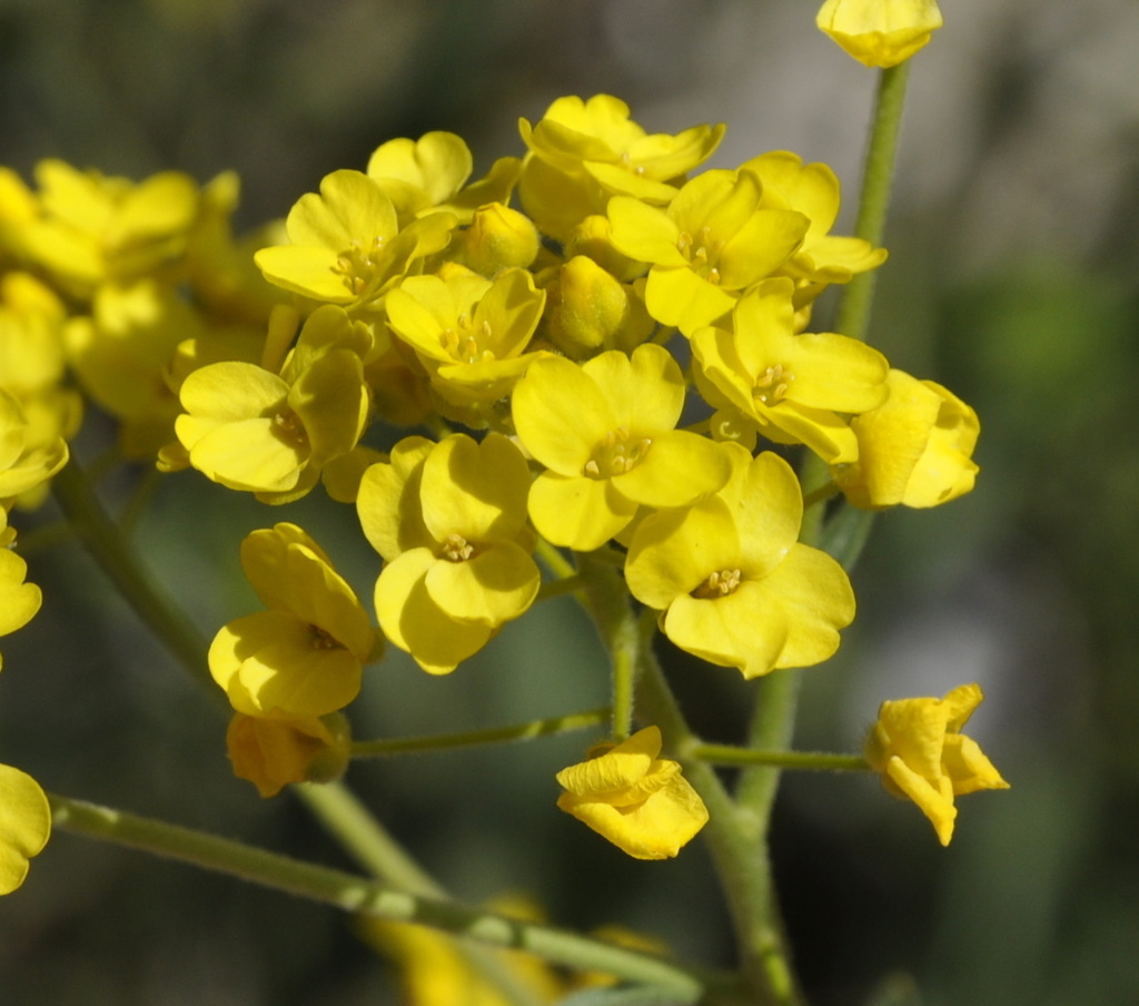 Изображение особи Odontarrhena muralis.