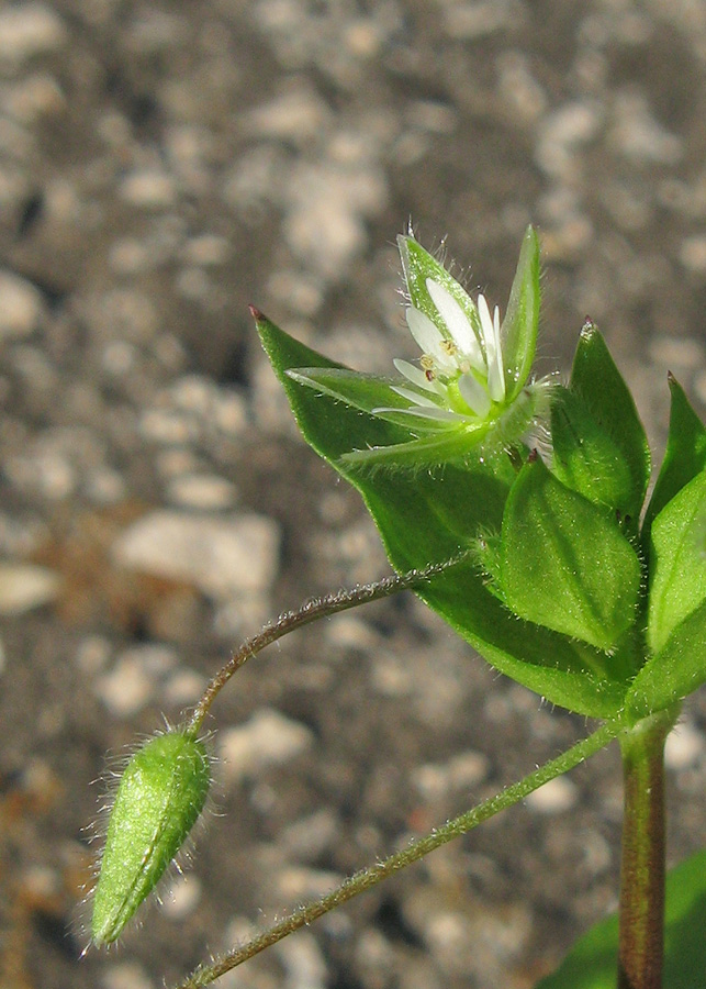 Image of Stellaria media specimen.