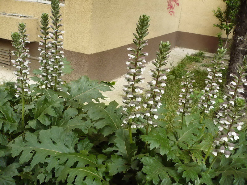 Image of Acanthus mollis specimen.