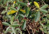genus Daphne. Ветки с соцветиями в бутонах и цветком. Германия, г. Дюссельдорф, Ботанический сад университета. 13.03.2014.
