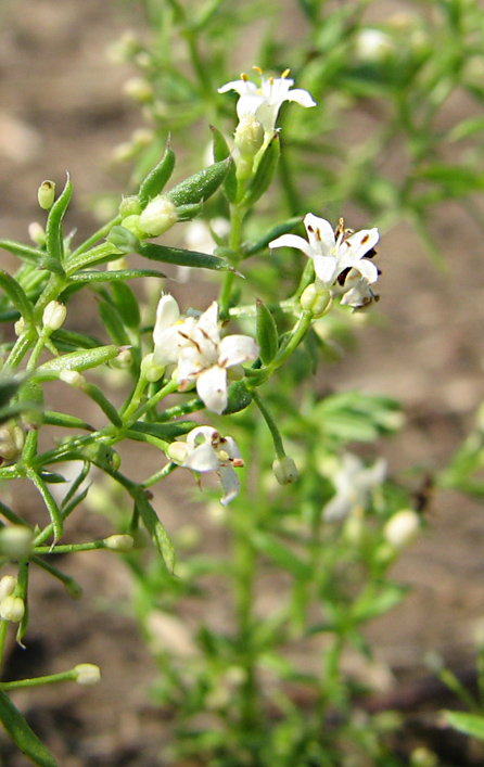 Image of Galium humifusum specimen.