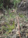 Astragalus oxyglottis. Часть побега с соцветием и соплодиями. ЮВ Крым, подножье хр. Биюк-Янышар. 9 мая 2014 г.