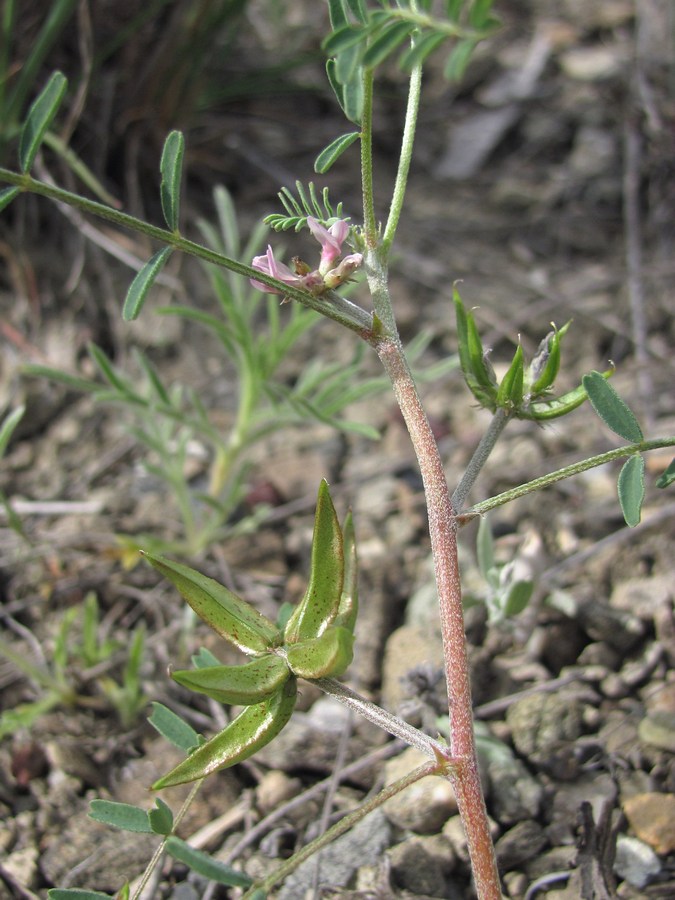 Image of Astragalus oxyglottis specimen.