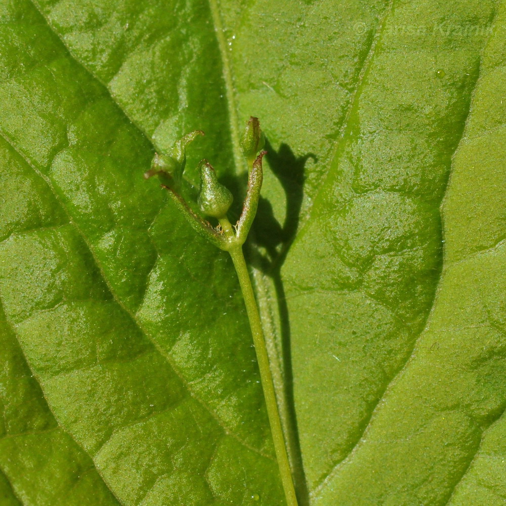 Изображение особи Euonymus pauciflorus.