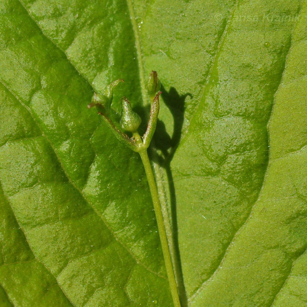 Image of Euonymus pauciflorus specimen.