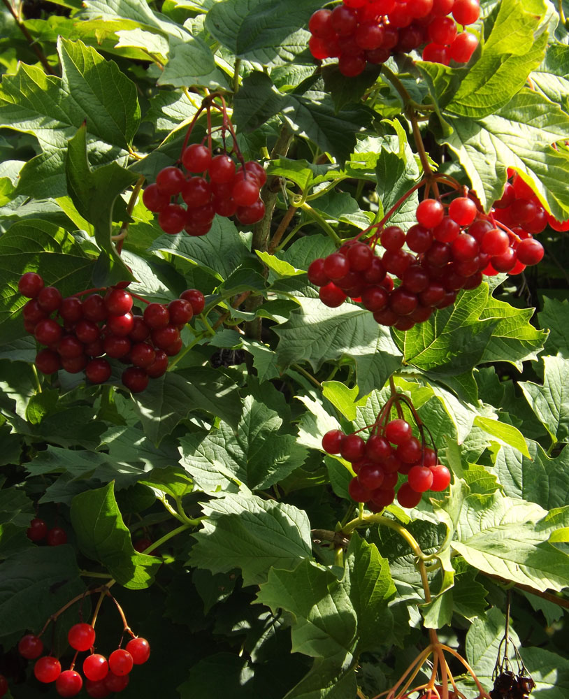 Image of Viburnum opulus specimen.