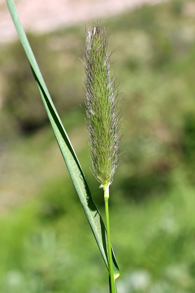 Изображение особи Alopecurus pratensis.