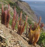 Orobanche laxissima