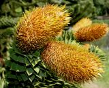 Araucaria araucana. Верхушка побега с микростробилами. Германия, г. Дюссельдорф, Ботанический сад университета. 04.05.2014.