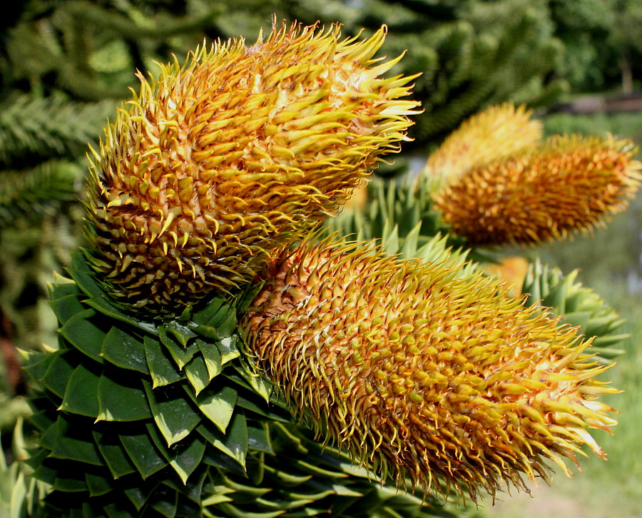 Изображение особи Araucaria araucana.