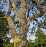 Sassafras albidum. Скелетные ветви кроны. Германия, г. Дюссельдорф, Ботанический сад университета. 04.05.2014.