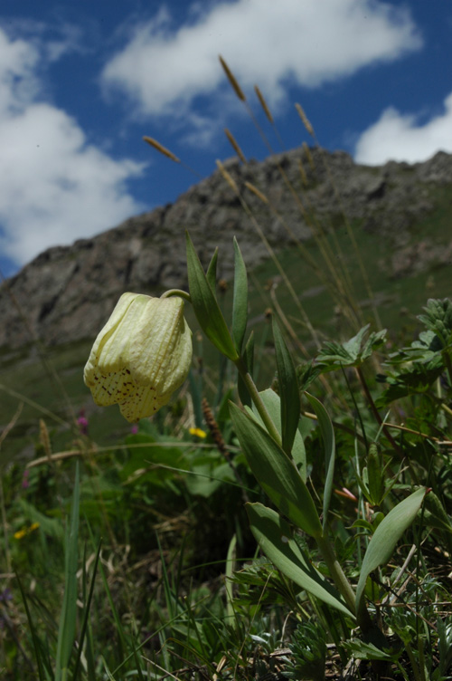 Image of Fritillaria pallidiflora specimen.