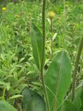 Trommsdorffia maculata. Средняя часть цветоносного стебля со стеблевым листом. Украина, Львовская обл., поляна среди зарослей кустарников. 1 июня 2009 г.