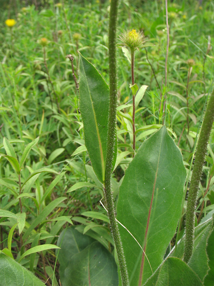 Image of Trommsdorffia maculata specimen.