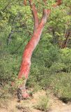 Arbutus andrachne