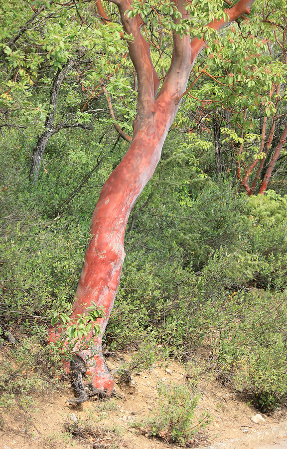 Изображение особи Arbutus andrachne.