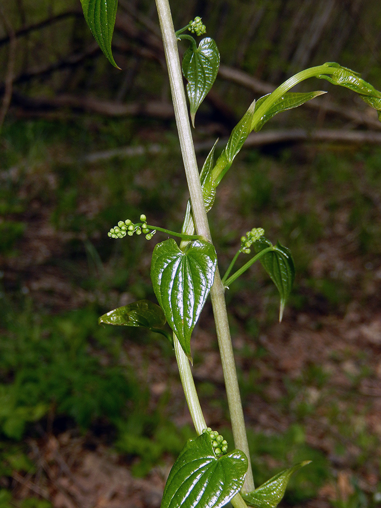 Image of Tamus communis specimen.
