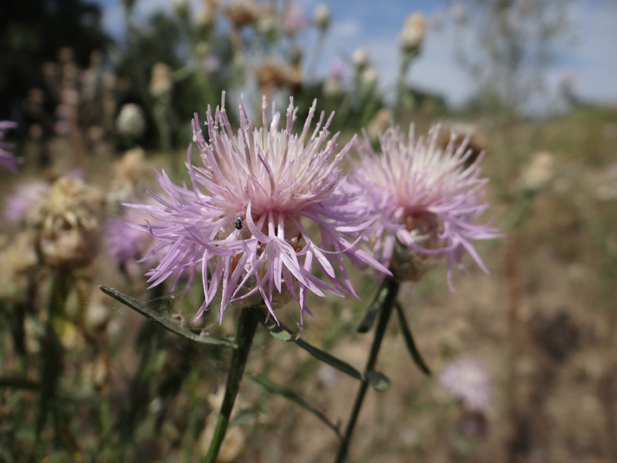 Image of Centaurea konkae specimen.
