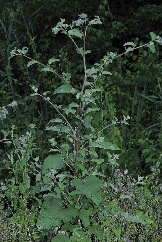 Изображение особи Arctium tomentosum.