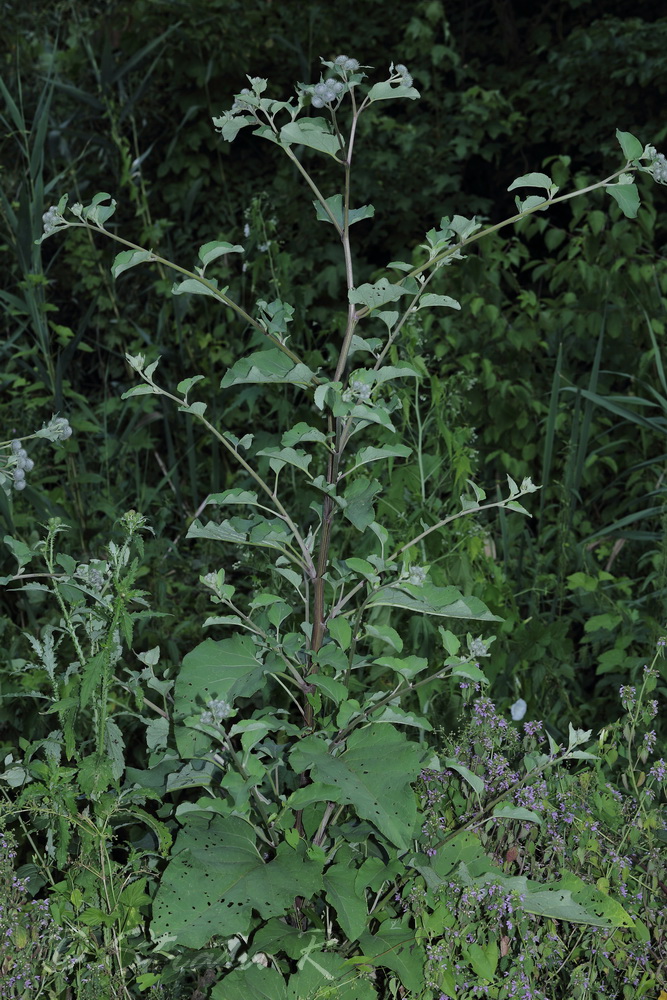 Image of Arctium tomentosum specimen.