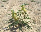 Astragalus vulpinus