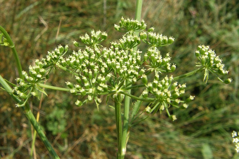 Image of Sium sisaroideum specimen.