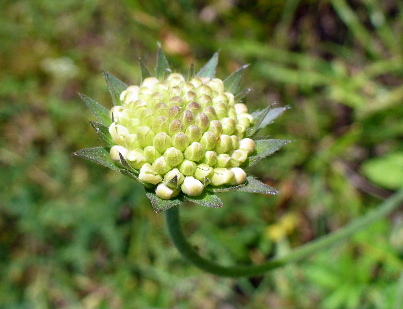 Image of Knautia arvensis specimen.