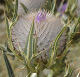 Cirsium eriophorum