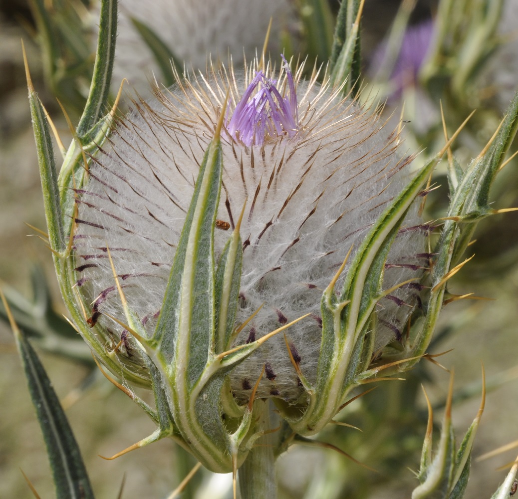 Изображение особи Cirsium eriophorum.