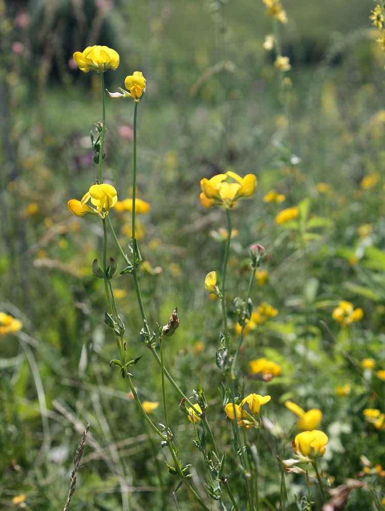 Image of Lotus zhegulensis specimen.