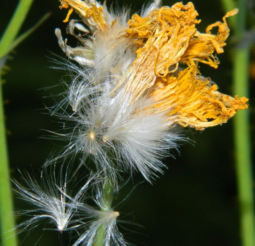 Изображение особи Sonchus arvensis.