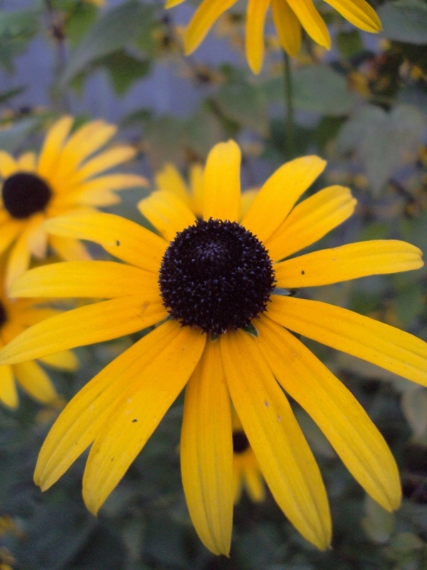 Image of Rudbeckia hirta specimen.