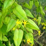 Koelreuteria paniculata. Соцветия и незрелые плоды. Крым, п-ов Тарханкут, пгт Черноморское. 19.07.2009.