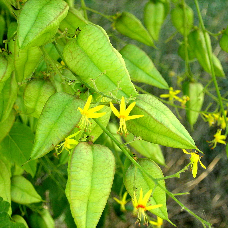 Изображение особи Koelreuteria paniculata.