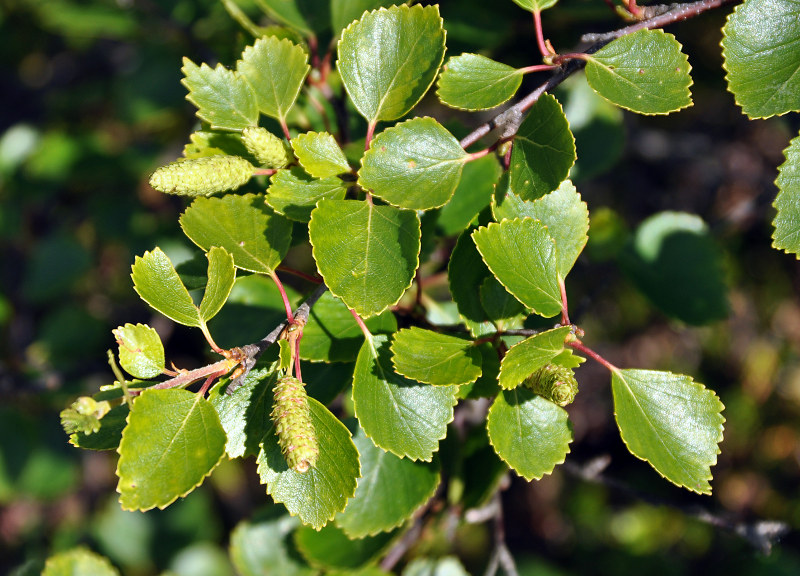Image of genus Betula specimen.