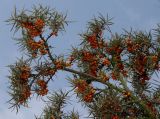 Hippophae rhamnoides. Плодоносящая ветвь. Германия, г. Крефельд, Ботанический сад. 06.09.2014.