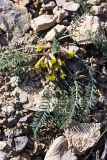 Astragalus atrovinosus