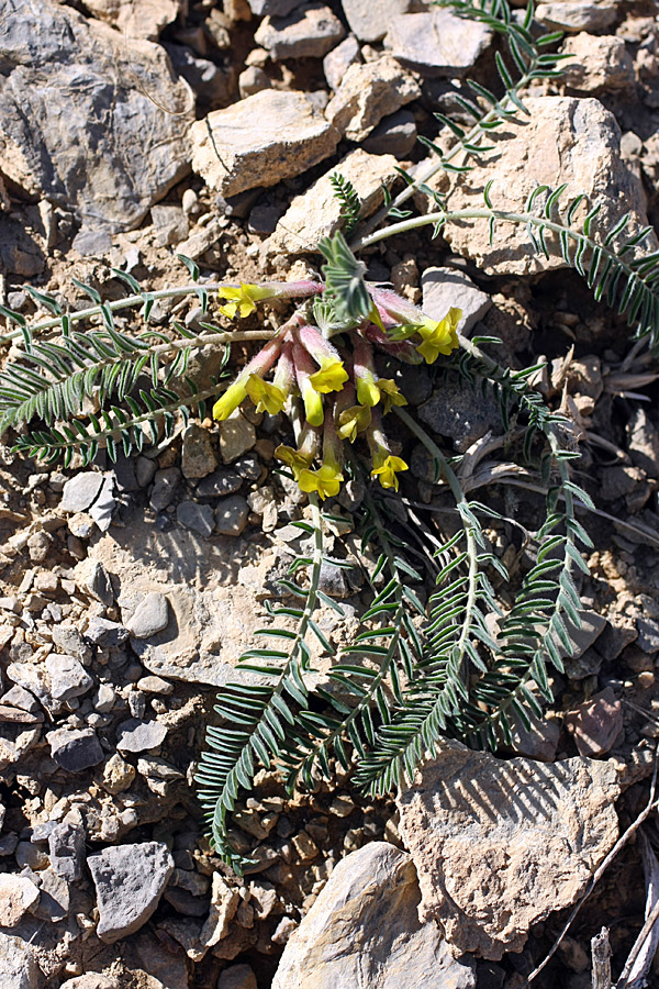 Изображение особи Astragalus atrovinosus.