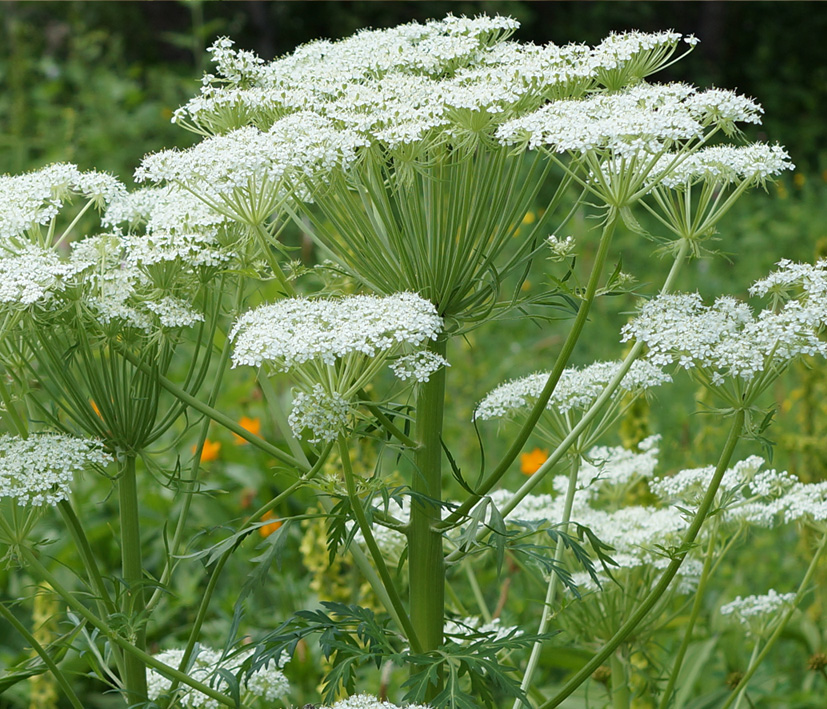 Изображение особи Pleurospermum uralense.