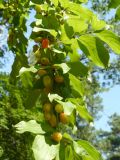 Cornus mas. Ветвь растения с плодами. Крым, Ялта, ущелье Уч-Кош. 05.08.2009.