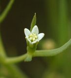 Image of taxon representative. Author is Алексей Чернышев