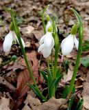 Galanthus alpinus