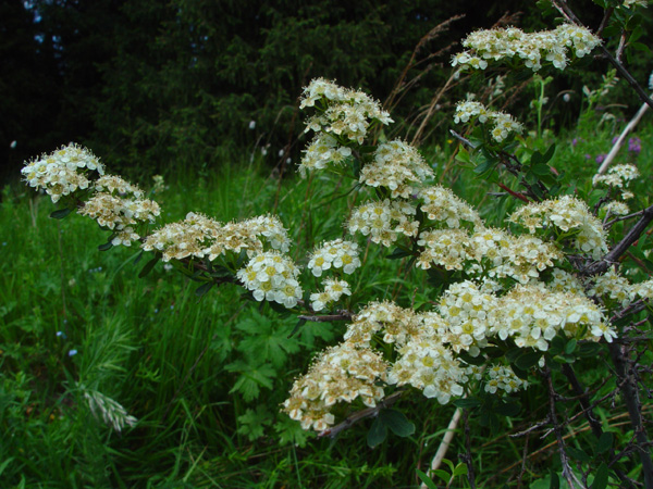 Изображение особи Spiraea lasiocarpa.