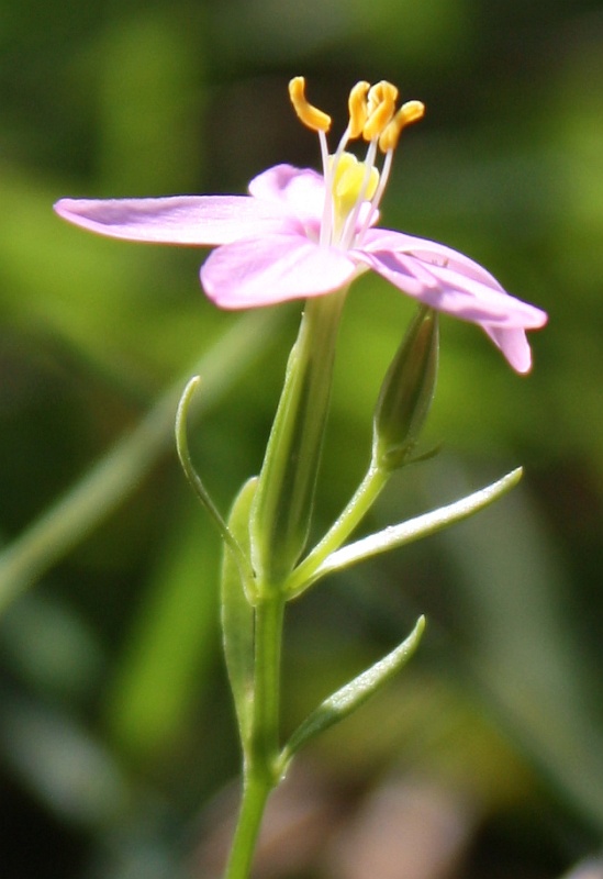 Изображение особи Centaurium erythraea.