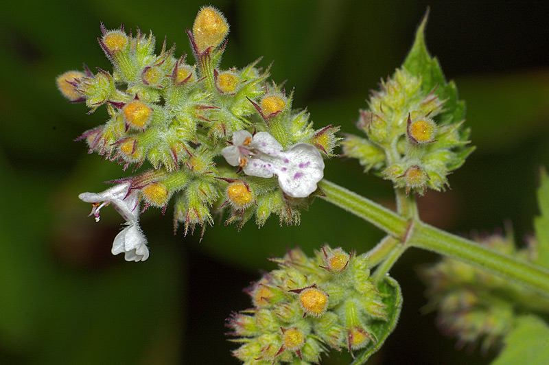 Изображение особи Nepeta cataria.